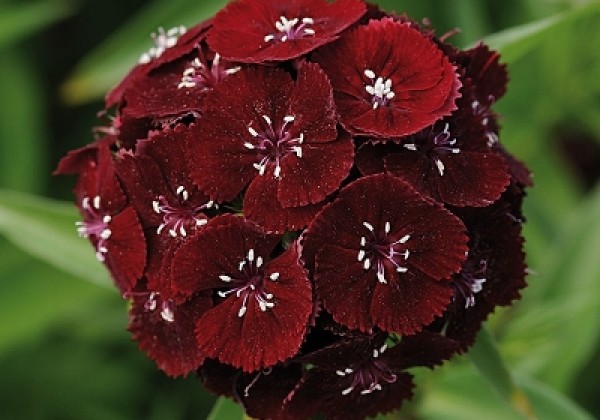 Dianthus barbatus Sweet Black Cherry