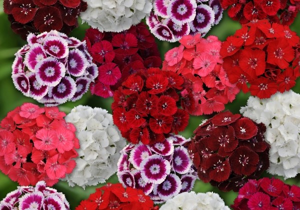 Dianthus barbatus Sweet Mix
