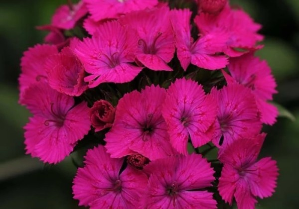 Dianthus barbatus Amazon Neon Purple