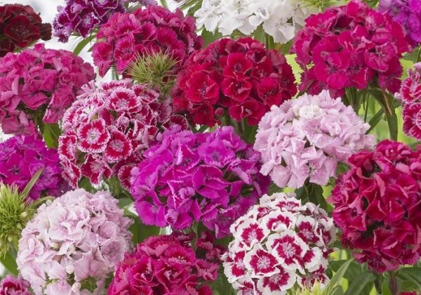 Dianthus barbatus Bodestolz Mix