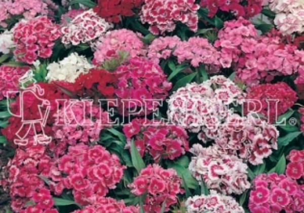 Dianthus barbatus Messenger Mix