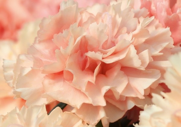 Dianthus caryophyllus Sweet Pleasure L Apricot