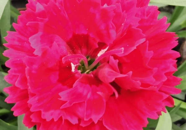 Dianthus caryophyllus Sweet Pleasure L Cherry Eye