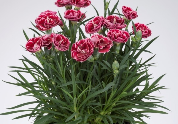 Dianthus caryophyllus Sweet Pleasure L Cherry Picotee