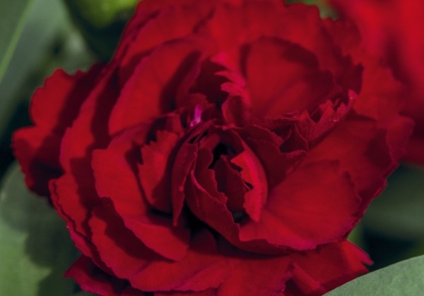 Dianthus caryophyllus Sweet Pleasure L Dark Red