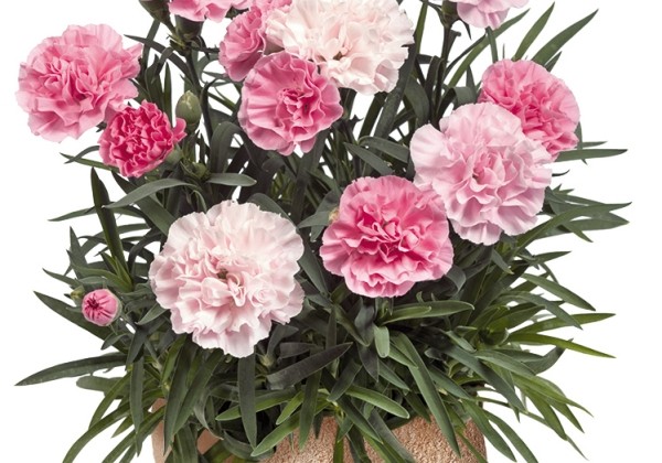 Dianthus caryophyllus Sweet Pleasure L Peppermint