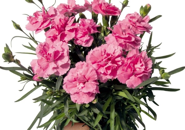 Dianthus caryophyllus Sweet Pleasure L Pink