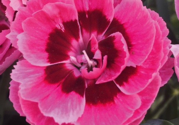 Dianthus caryophyllus Sweet Pleasure L Pink Eye