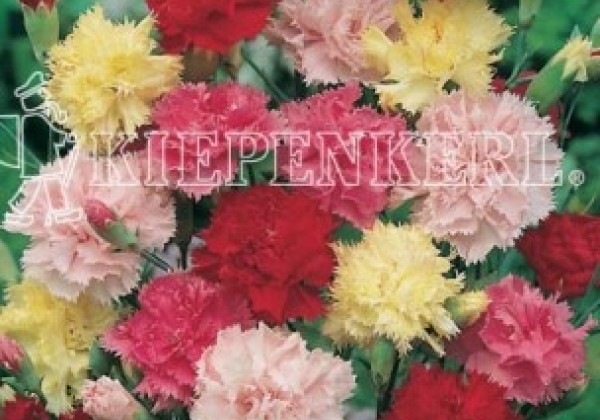 Dianthus caryophyllus Floristan Mix