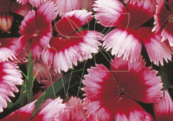 Dianthus chinensis Super Parfait Raspberry