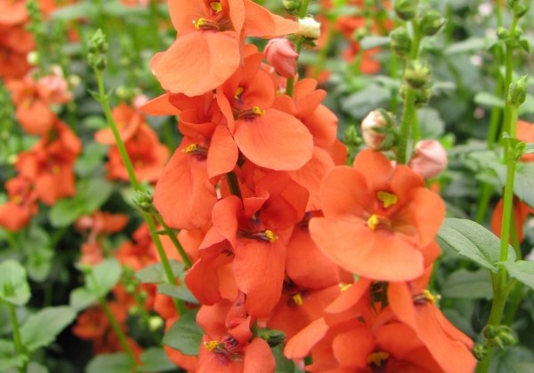 Diascia elegans Divara Orange