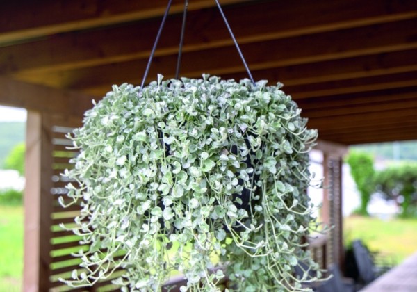 Dichondra argentea Silver Surfer (XXL)