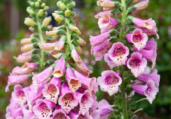 Digitalis purpurea Pollux F1 Pink (XXL)