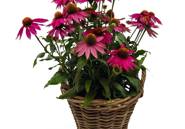 Echinacea purpurea PolliNation Magenta