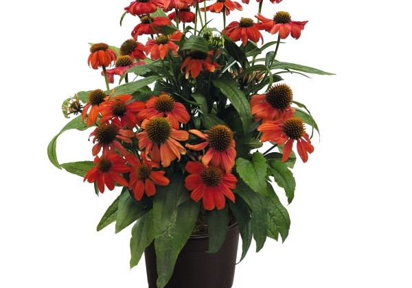 Echinacea purpurea PolliNation Orange Red