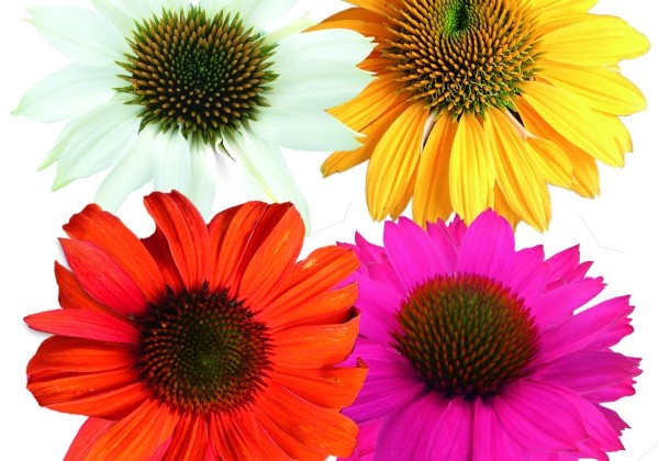 Echinacea purpurea PolliNation