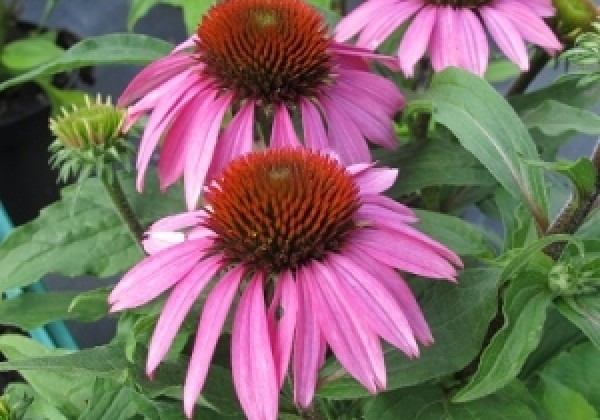 Echinacea purpurea Papallo Compact Rose