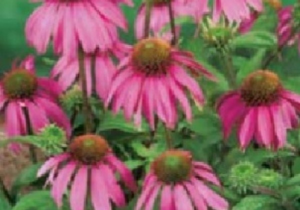 Echinacea purpurea Papallo Classic Deep Rose