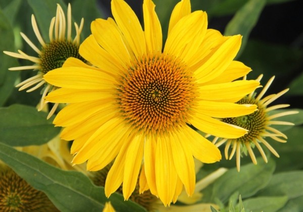 Echinacea purpurea Papallo Classic Gold