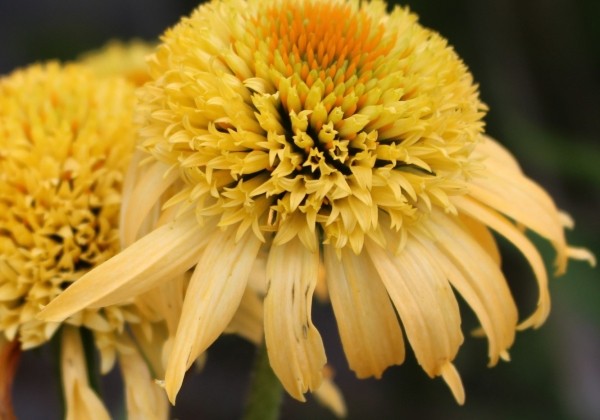 Echinacea purpurea Papallo Semi Double Peach