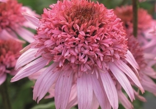 Echinacea purpurea Papallo Semi Double Pink