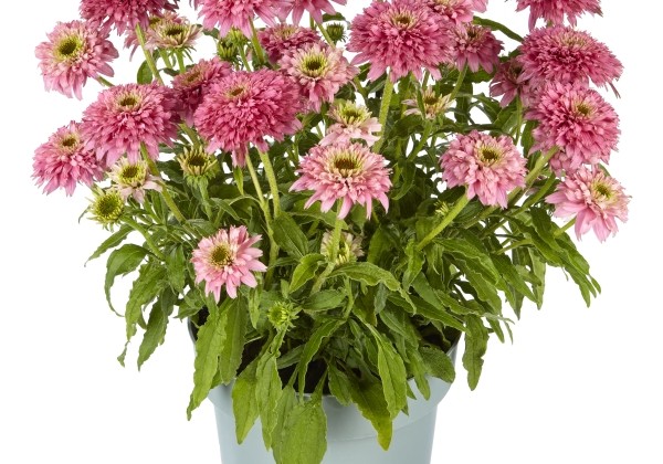 Echinacea purpurea Papallo Globe Rose
