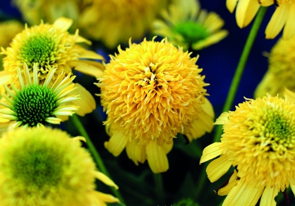 Echinacea purpurea Sunny Days Lemon