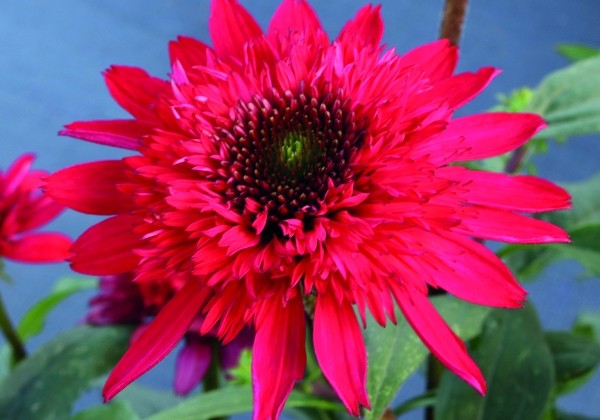 Echinacea purpurea Sunny Days Ruby