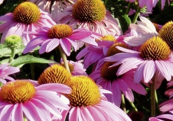 Echinacea purpurea Feeling Pink