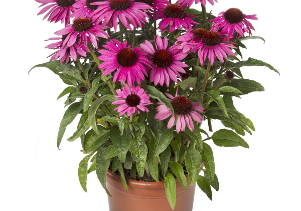 Echinacea purpurea Prairie Splendor
