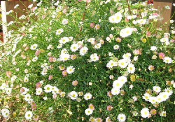 Erigeron karvinskianus Summer Daisy