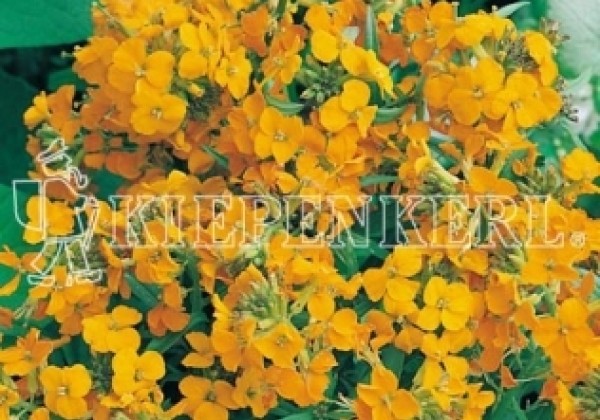 Erysimum allionii Orange