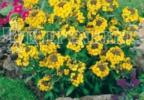 Erysimum suffruticosum Gold Dust
