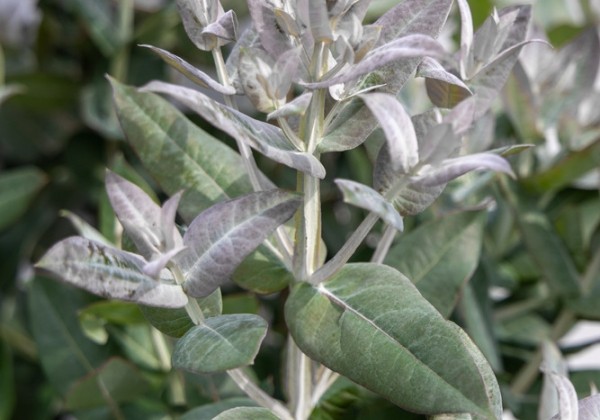 Eucalyptus Globulus StyX