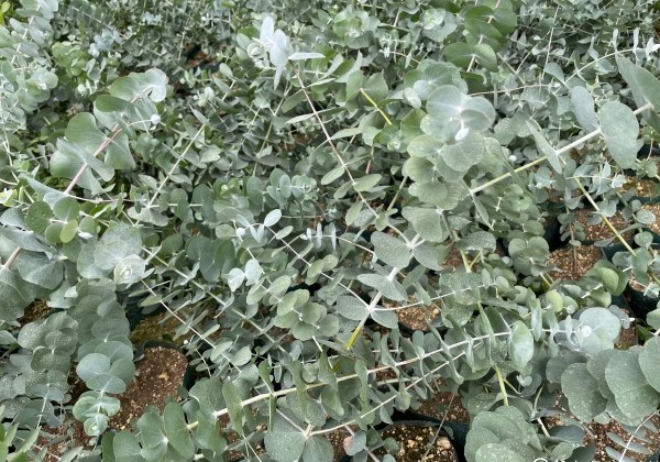 Eucalyptus cinerea Silver Dollar