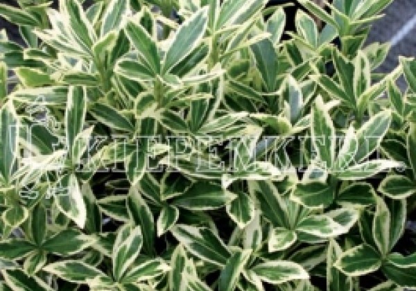 Euonymus fortunei Alba (XXL)