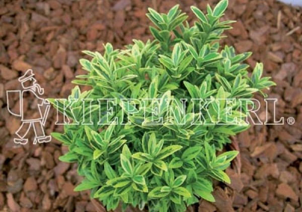 Euonymus fortunei Aureum (XXL)