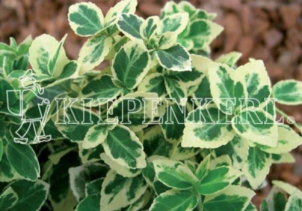 Euonymus fortunei Emerald Gaiety (XXL)