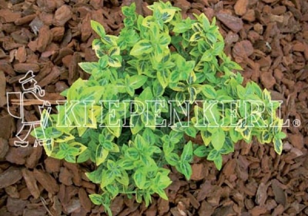 Euonymus fortunei Emerald Gold (XXL)