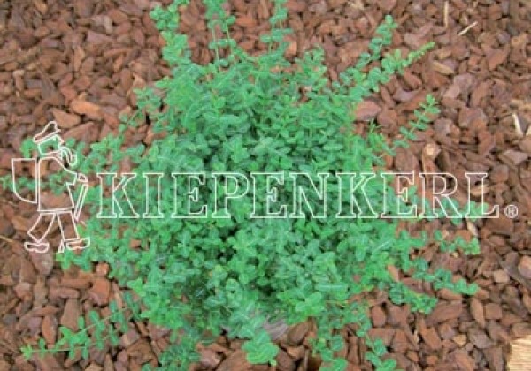 Euonymus fortunei Mini Magic (XXL)