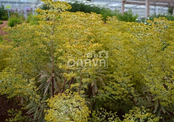 Euphorbia martinii Ascot Rainbow