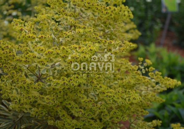 Euphorbia martinii Ascot Rainbow