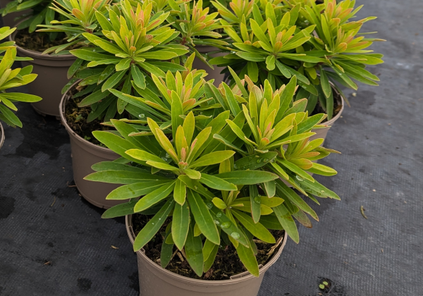 Euphorbia martinii Walberton's Little Treasure  Gold