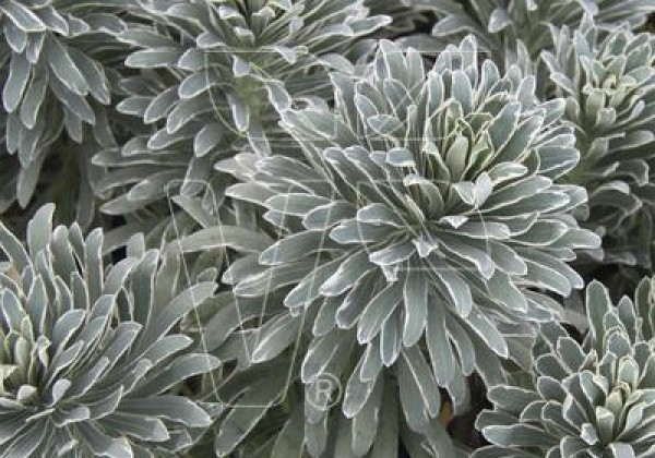 Euphorbia martinii Tiny Tim