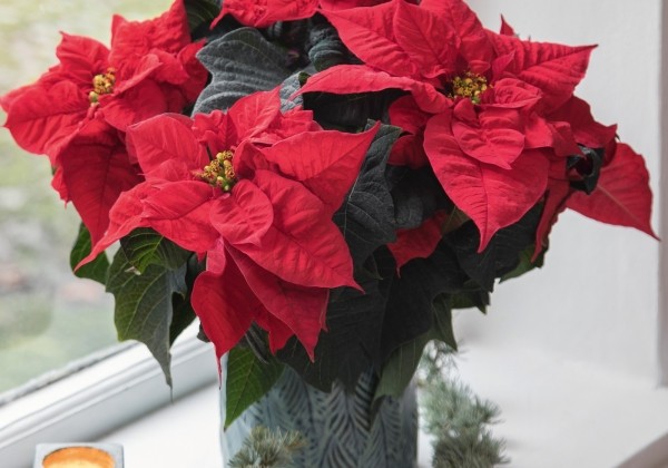 Euphorbia pulcherrima Forever Qismas
