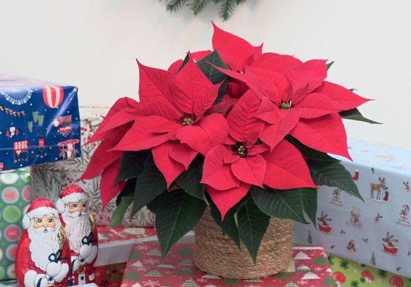 Euphorbia pulcherrima Christmas Night