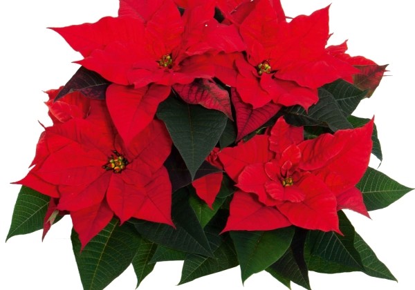 Euphorbia pulcherrima Christmas Universe