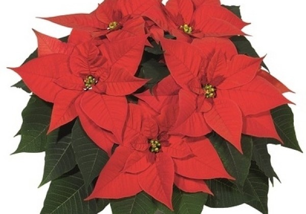 Euphorbia pulcherrima Christmas Glory
