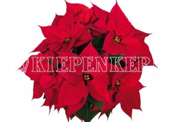 Euphorbia pulcherrima Christmas Eve