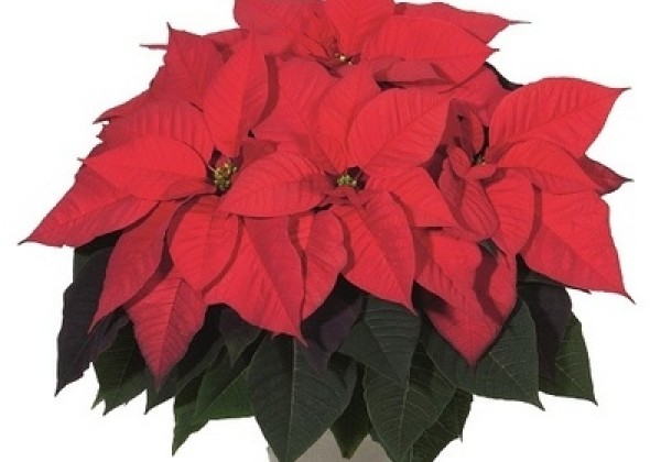 Euphorbia pulcherrima Holy Day